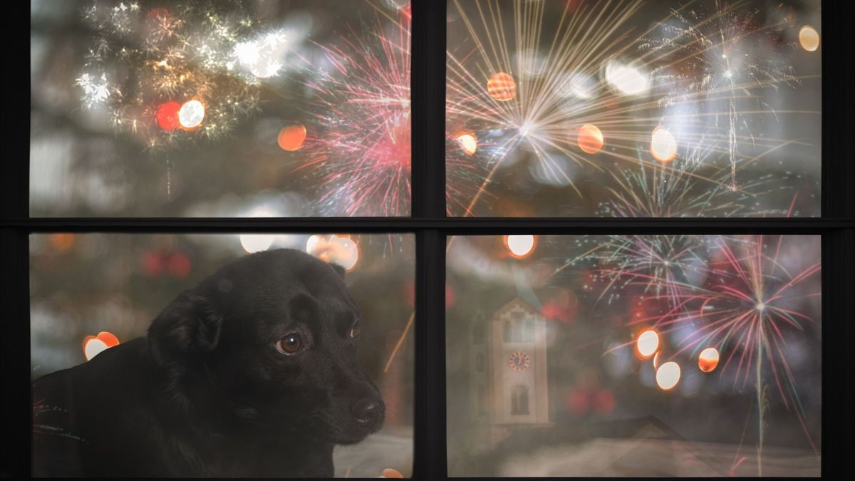 Var tredje hundägare flyr nyårsfirandet