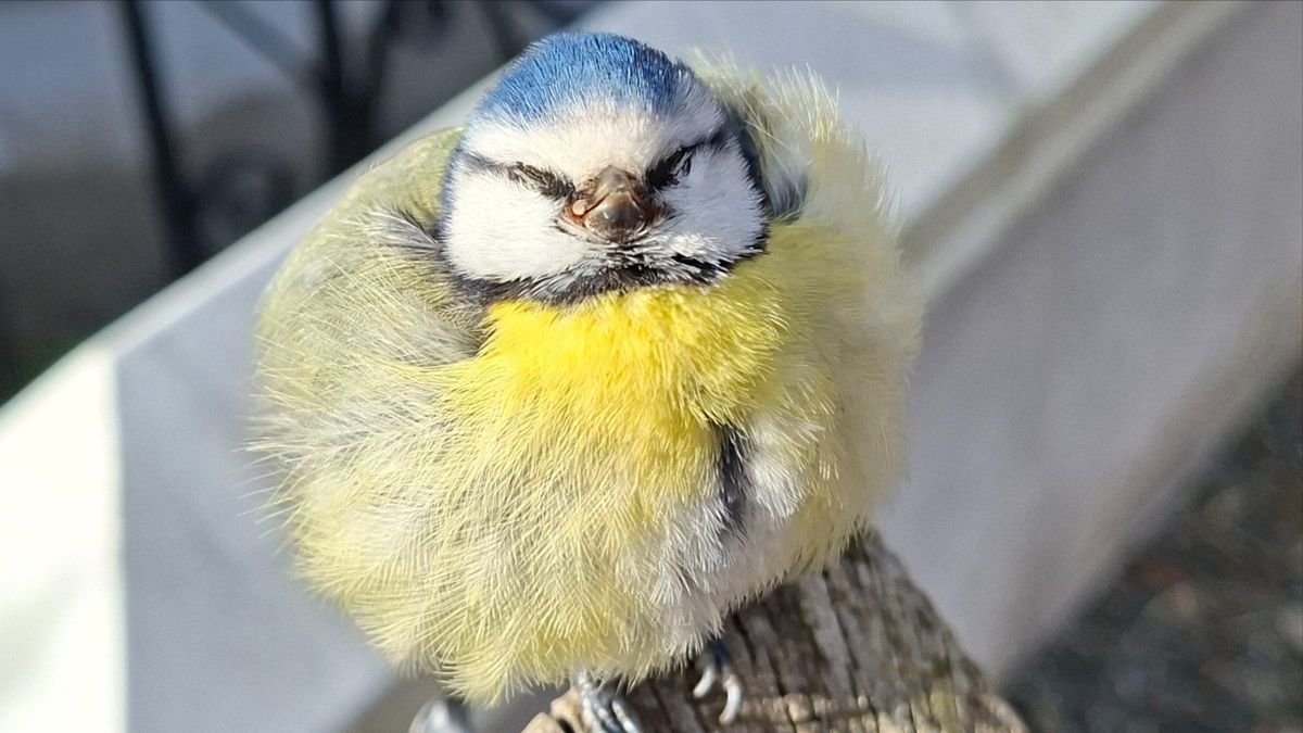 Ny sjukdom hotar blåmesarna – så hindrar du smittan