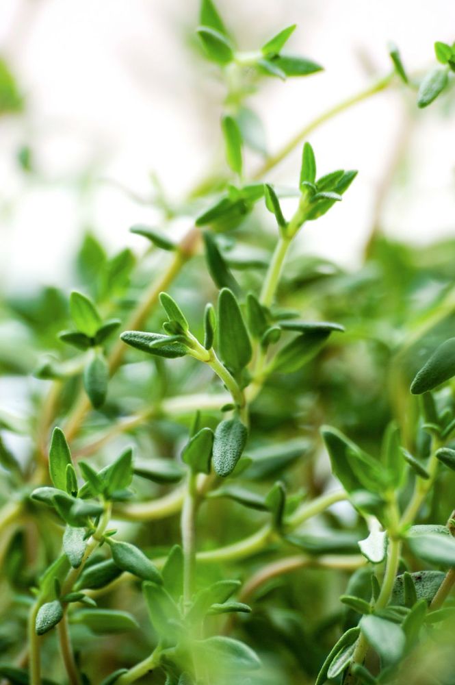 Anlägg din egen örtagård – det är enklare än du tror | Land