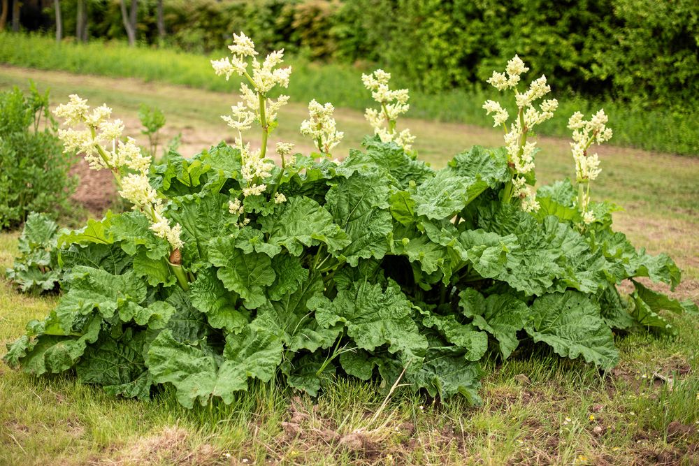 Bort med blommorna. Utan dem kan du skörda till hösten.