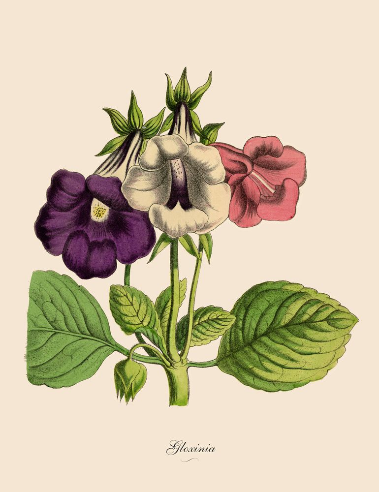 Gloxinia växer från knölar men kan också förökas med bladsticklingar.