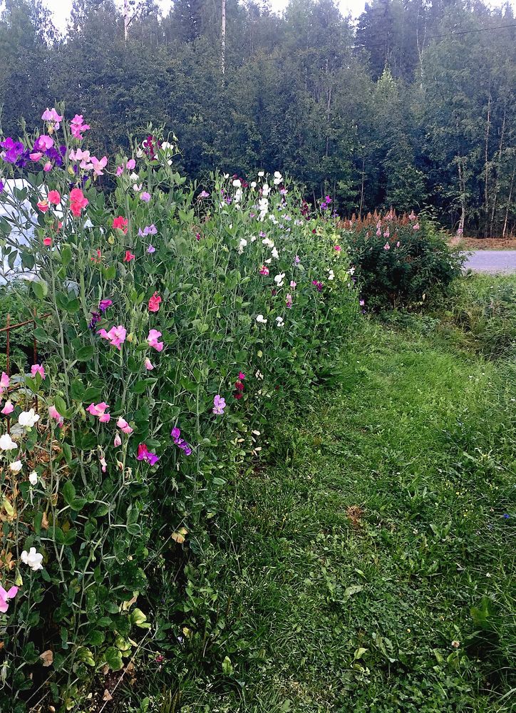 Rad av färgstarka blommor längs grön gräsgång med skog i bakgrunden