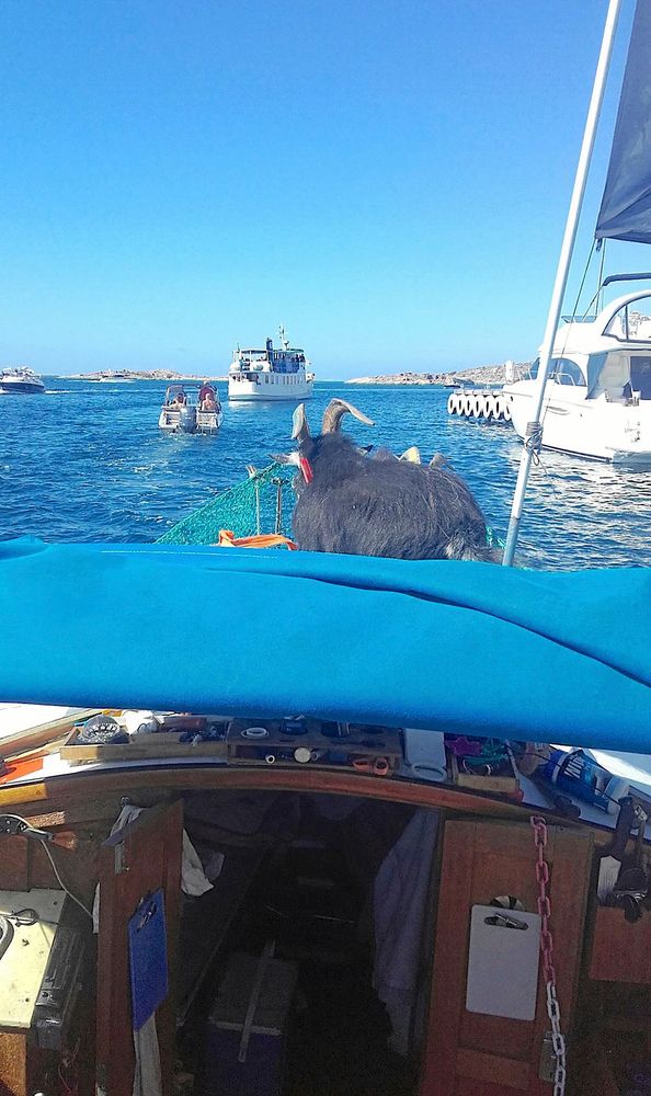 Hugin håller utkik i fören på båten.