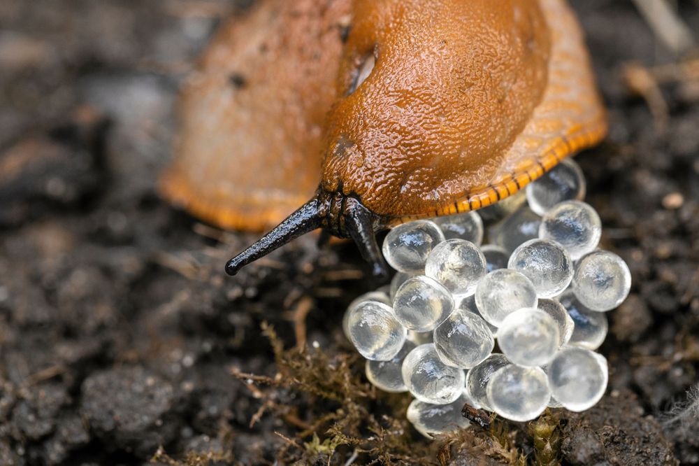 Mördarsnigel med ägg.
