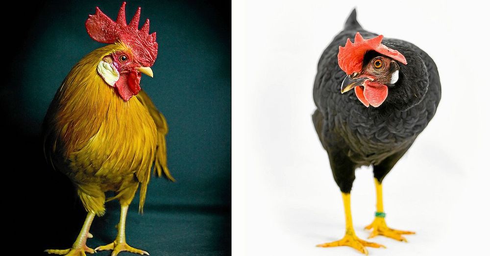 En guldfärgad tupp och en svart höna av rasen dvärgitalienare, en pigg och alert ras.