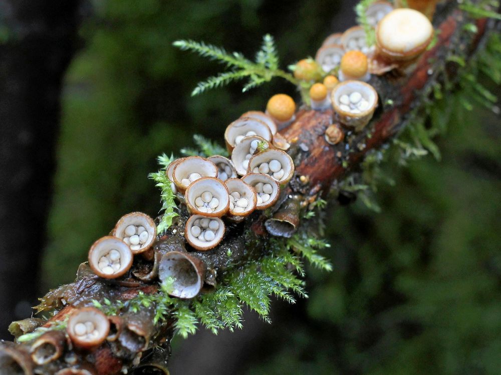 Brödkorgssvampen ser ut som, just det, brödkorgar.