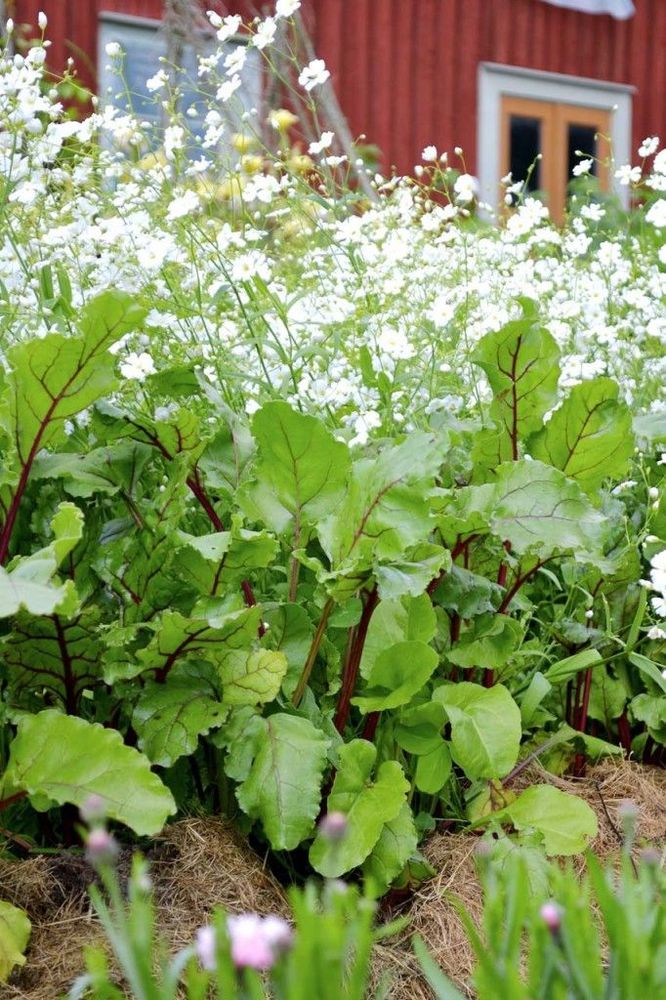 Den späda sommarslöjan fyller ut mellan raderna av grönsaker. Nu är rödbetorna färdiga att skördas och ersätts snart av sommarmorötter.
