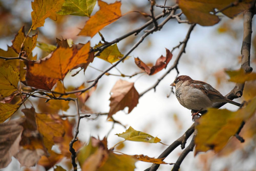 Röda höstlöv är ett resultat av soliga och kalla dagar.