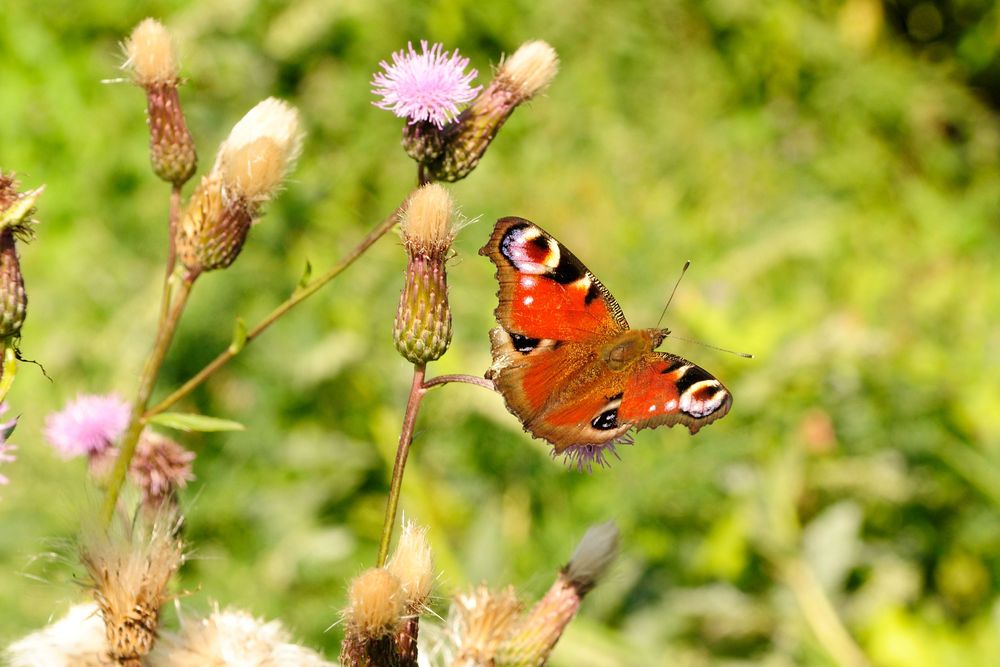 Påfågelöga är en ståtlig fjäril.