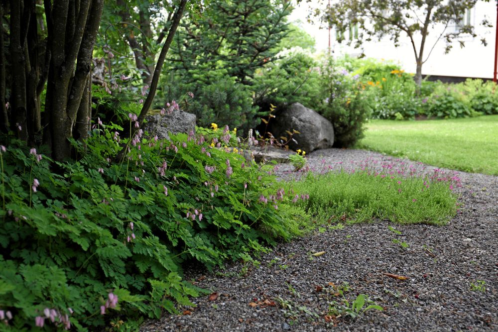 Vilt och tamt samtidigt. Eva Johansson stammade upp häggmispel för att ge fänrikshjärtat en fin bakgrund, sedan kom en nejlika och spillde ut sig över gruset.