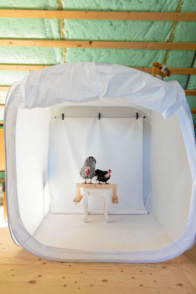 Dvärgwyandotte-tuppen och den nakenhalsade dvärghönan väntar snällt på sin tur att bli fotograferade.