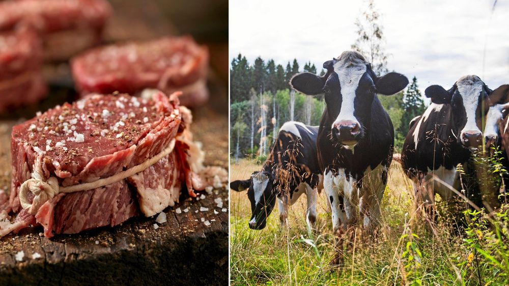 Bästa köttet hittar du hos Åsby kött.