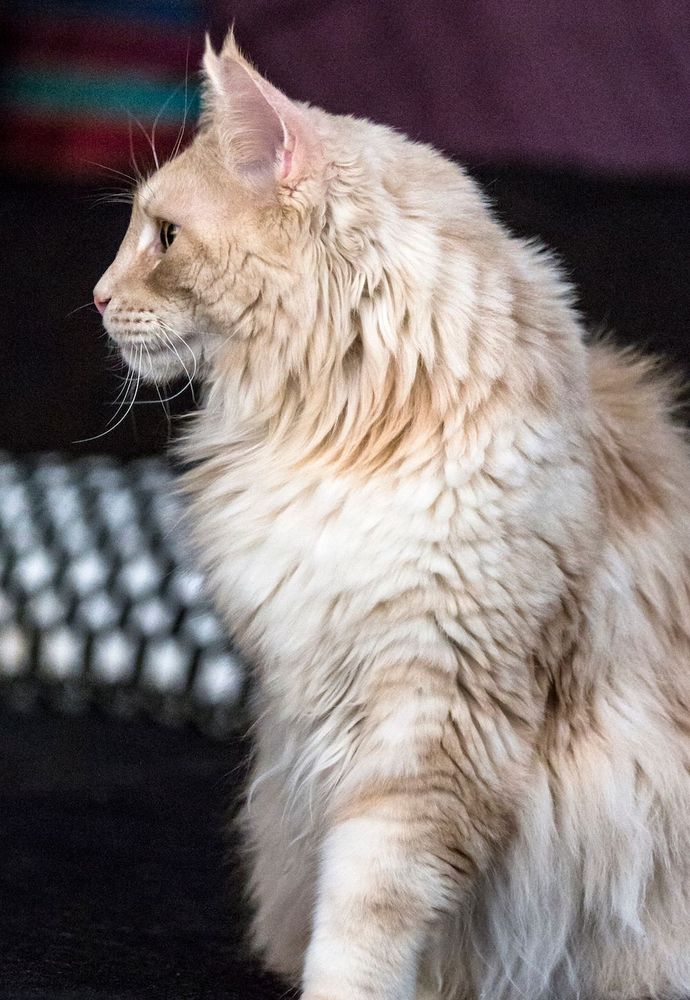 Kolla profilen. En lejonlik haka är typisk för Maine Coon. Foto: Lotta Silfverbrand