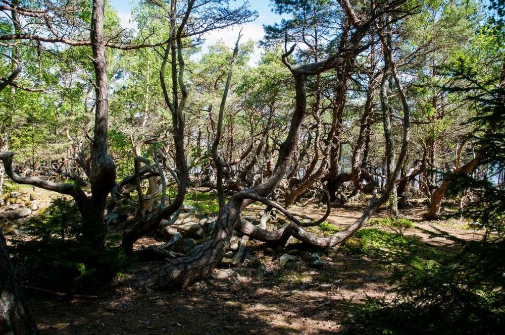 Trollskogen på Öland.