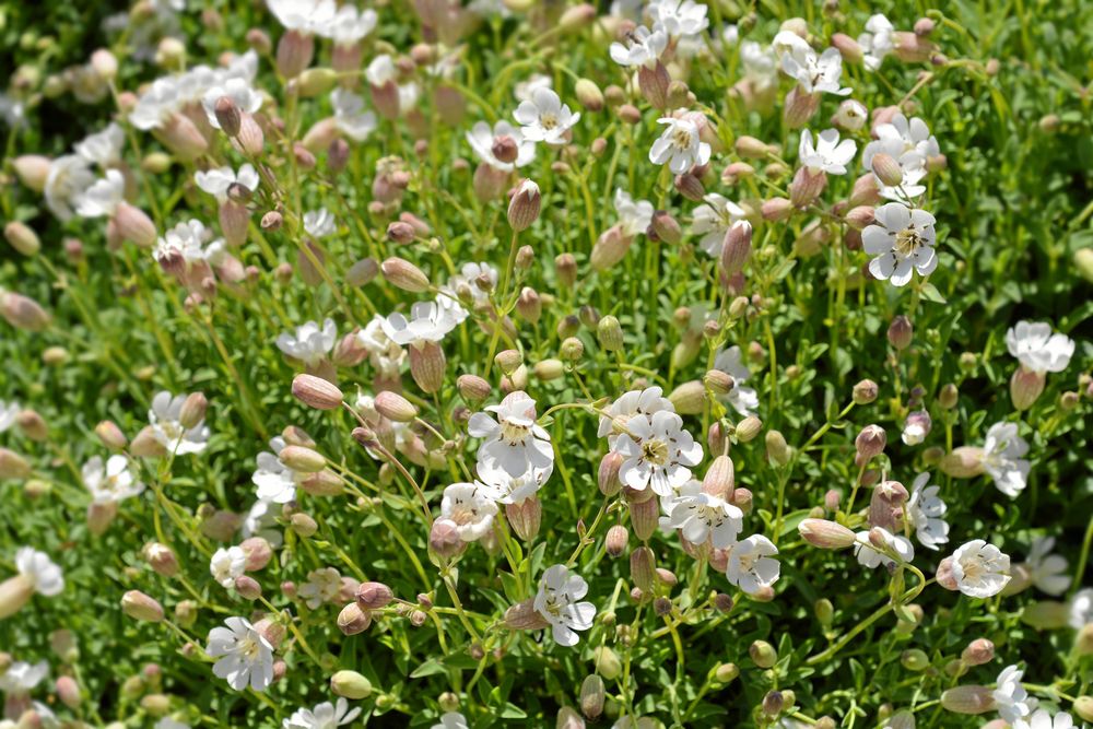 Strandglim med sina vita, puffiga blommor.