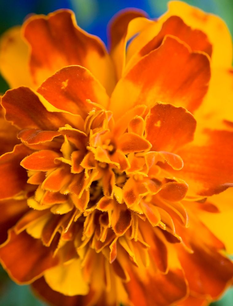 Tagetes, perfekt lockbete för mördarsniglar.