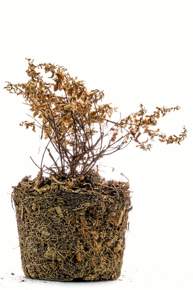 Torkad planta.
