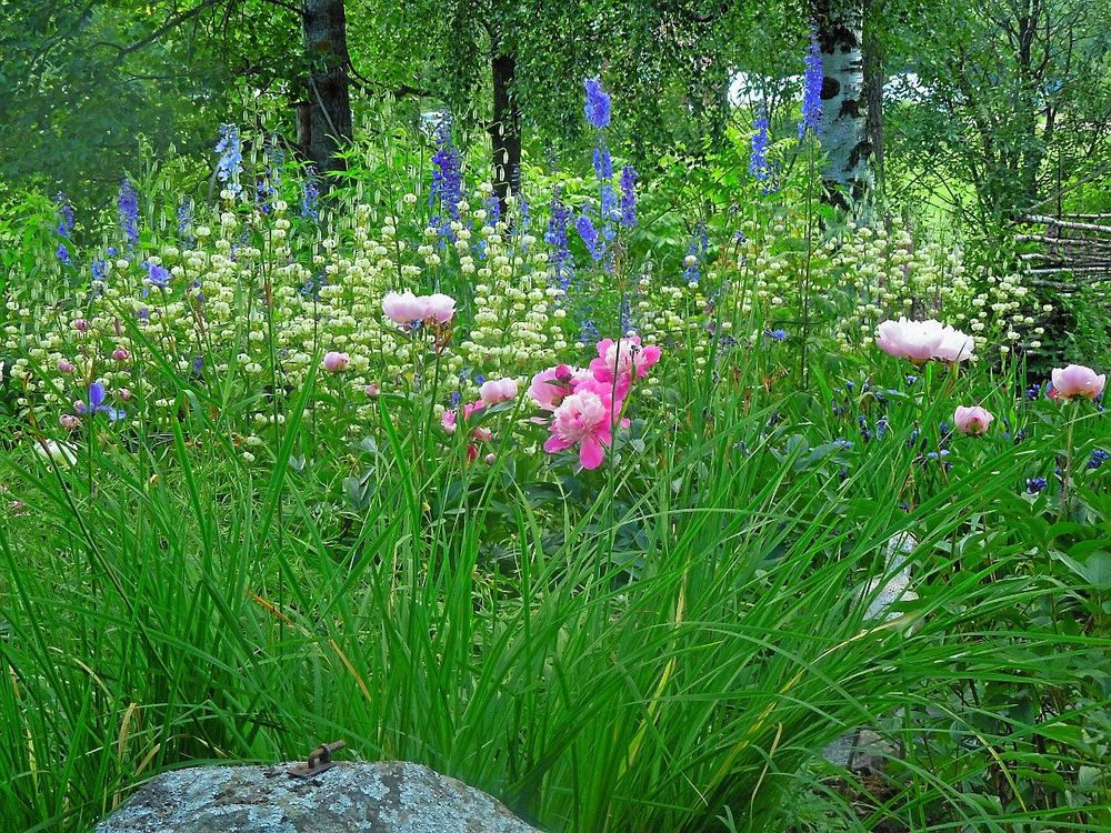 Öppen trädgård – besök ”Lilla Madeira” i Lövånger | Land