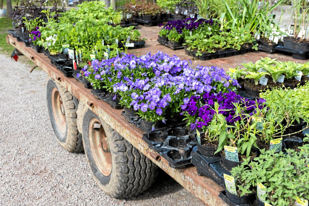 Skira blommor i snygg kontrast mot vagnens grova däck i handelsträdgården.