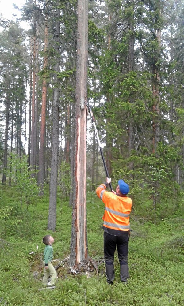 Hans-Olov Lönn randbarkar tillsammans med sonen Karl.