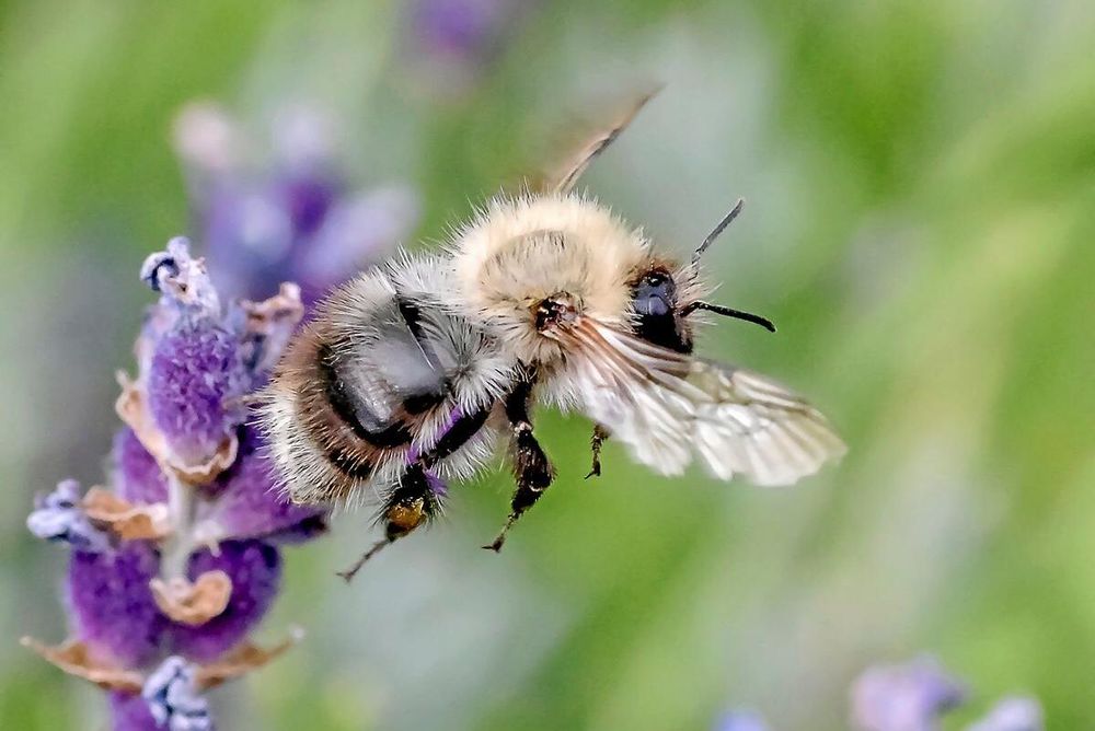 Humlans snabbt svängande vingar påminner mer om helikopterblad än flygplansvingar. Form och rörelser skapar luftvirvlar som ger ökad lyftkraft.