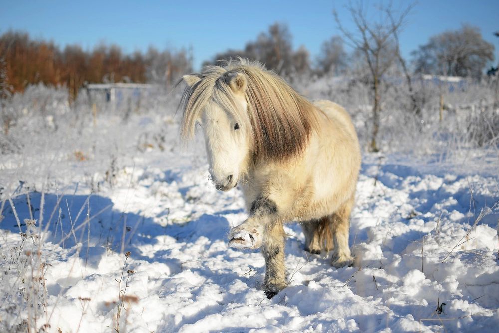 Ett annat paradtrick för Alvin är att vinka med hoven.