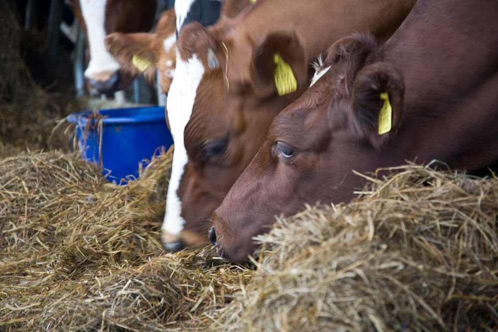 I framtiden kan lantbrukare komma att använda larver som protein i foder till djur. Foto: Ann Lindén.