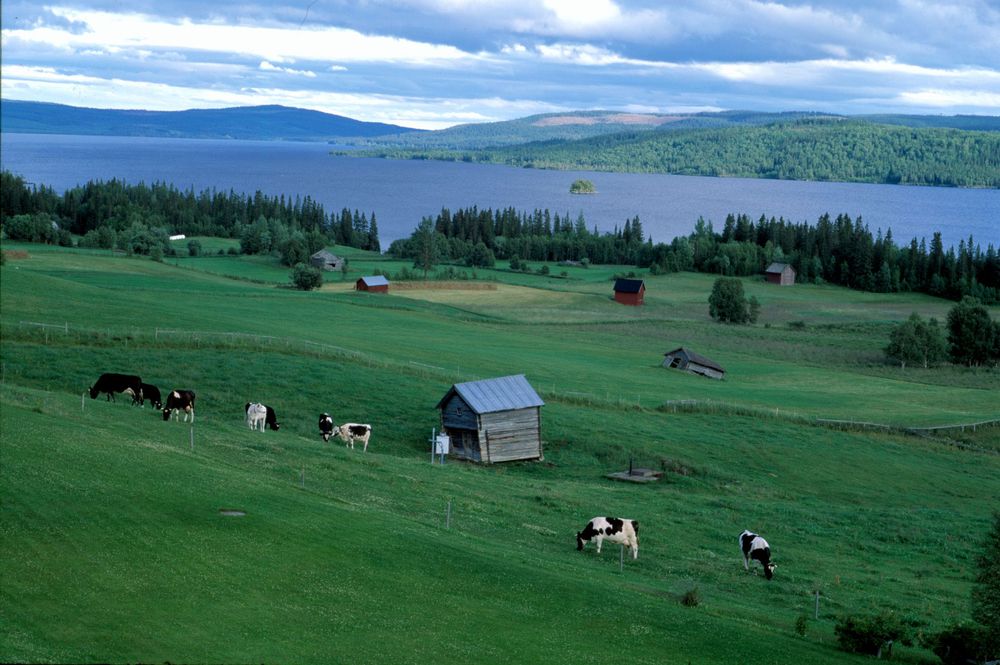 Foto: Åke Lindau