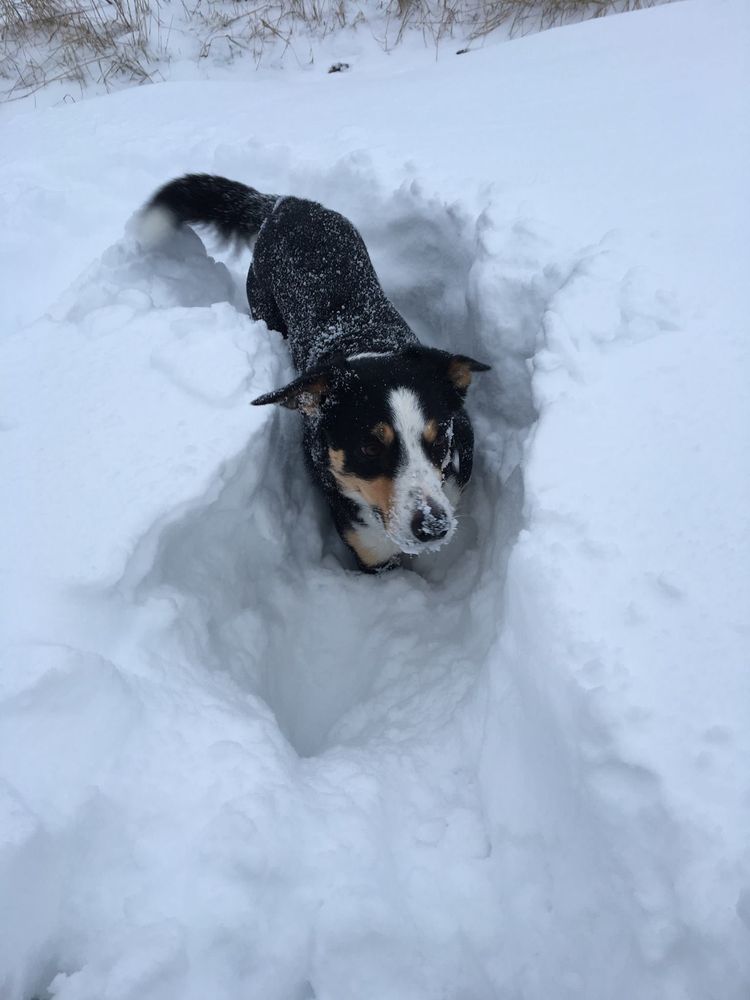 Många hundar gillar det massiva snölandskapet. Kanske även denna?