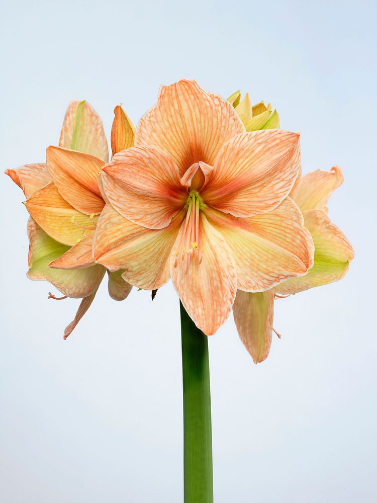 Amaryllis 'Exotica' i närbild.