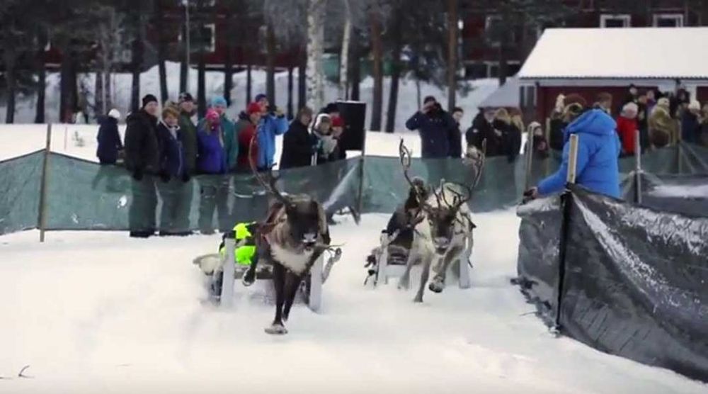Renracet under Jokkmokks marknad är en riktig publikddragare. Foto: Youtube