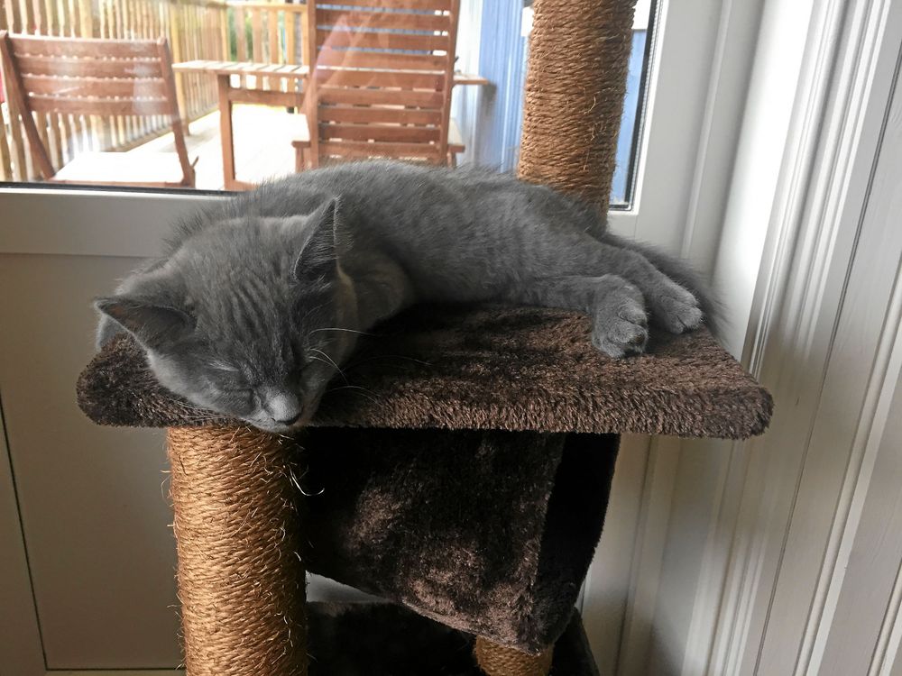 I början var Skräpet svart- och vitrandig. Nu har hon vuxit till sig och blivit underbart åskmolnsgrå.