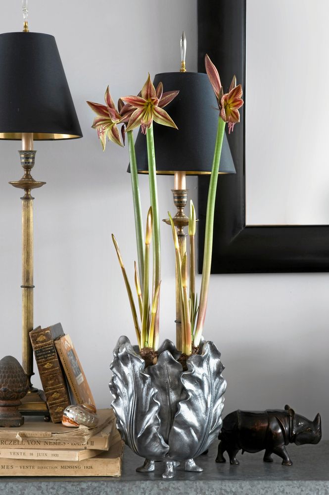 Amaryllis 'Giraffe' i kruka på bord.