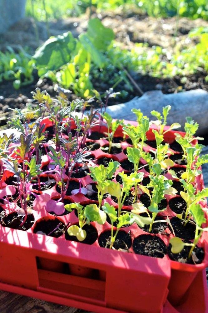 Små plantor av bladkål är perfekt att sätta ut efter tidiga huvudkålen. Här en låg grönkål ’Dwarf Green Curled’ tillsammans med kulturarvsväxten Sibirisk bladraps ’Red Russian’.
