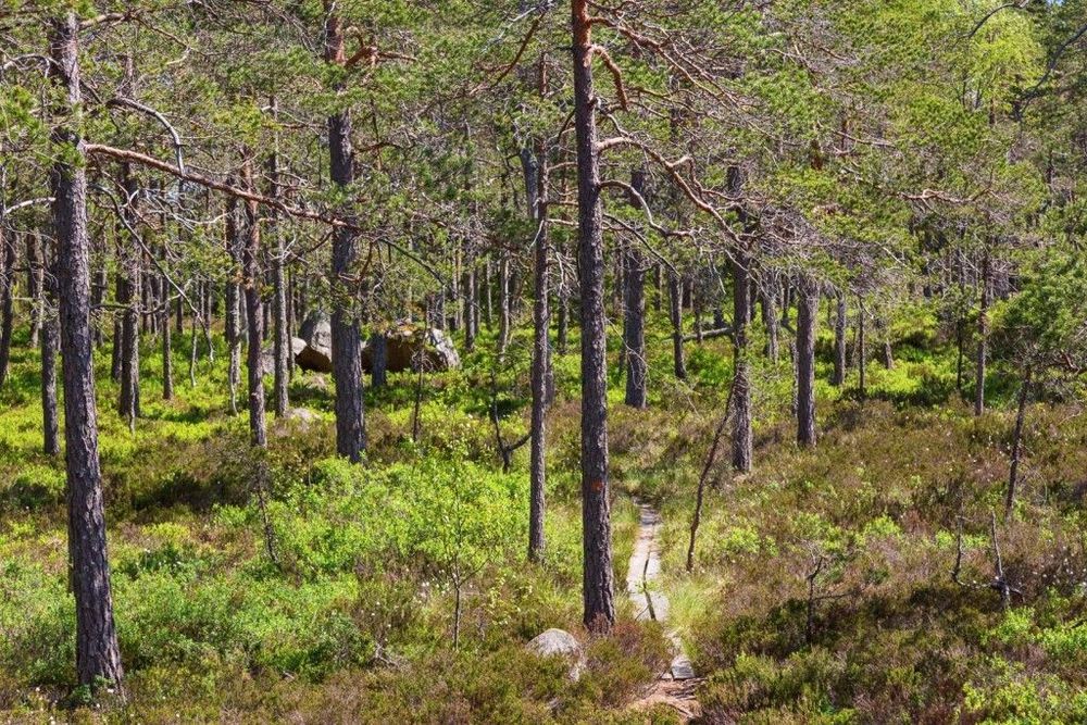Murstensdalen norr om Karlskoga.