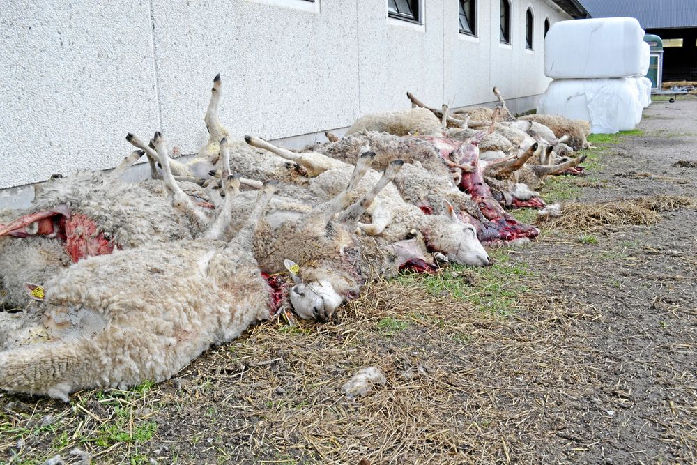 Johan Lundgren lägger ner fåruppfödningen vid Molstaberg efter vargattackerna. Foto: Maria Törner