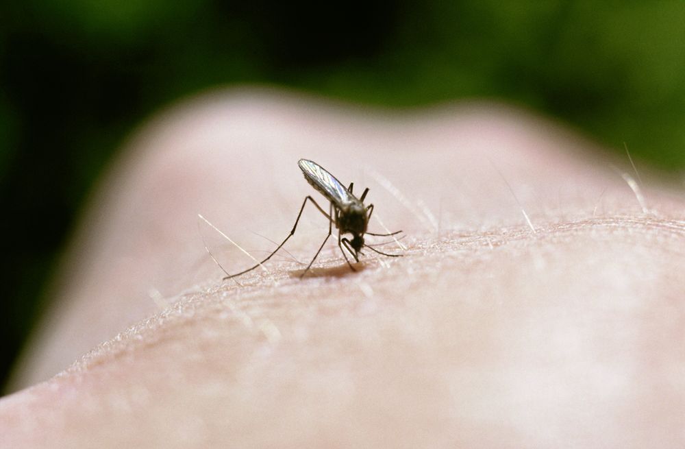 Myggen har fördubblats.