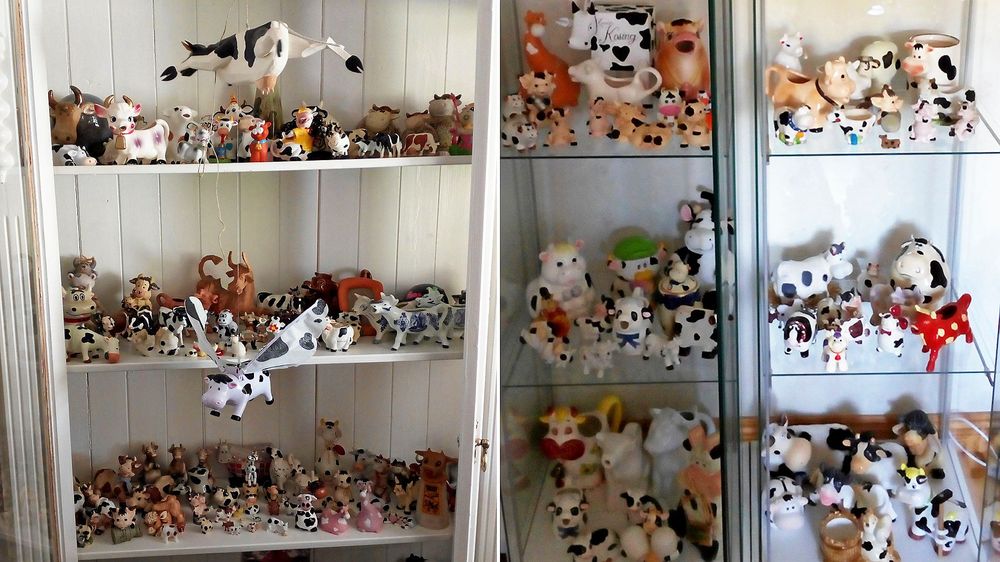 Delar av Marie Åsåkers samling av kossor i alla dess former.