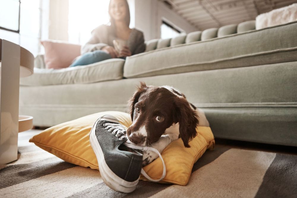 Brunfläckig hund ligger och biter i en sko.