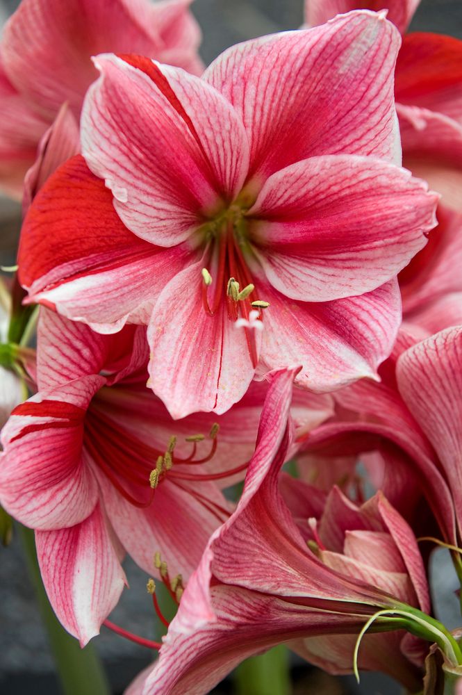 Amaryllis 'Pyjama party' i närbild.