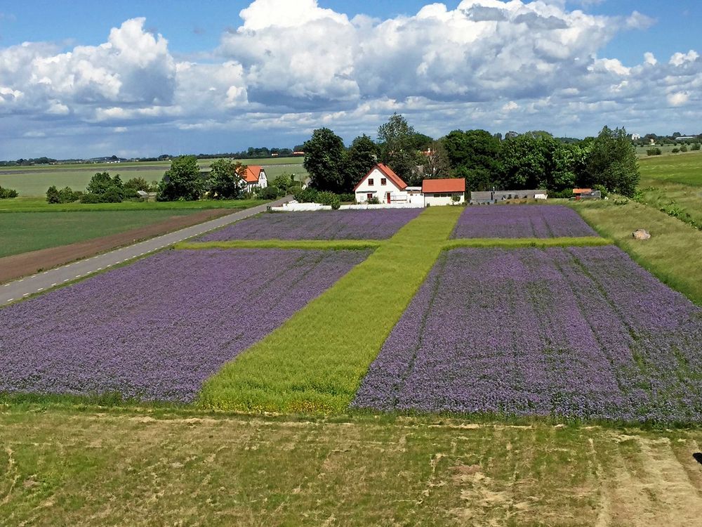 Första konstverket som Per Larsson gjorde 2016 var en svensk flagga.