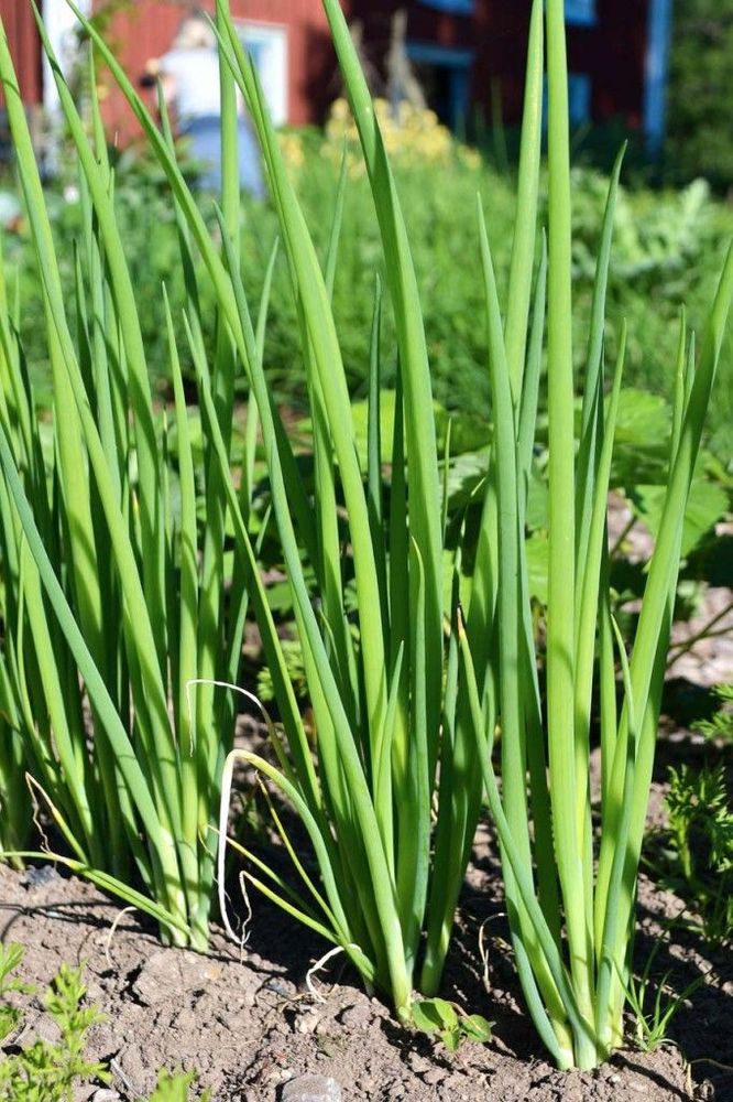 Piplöken ’Evergreen’ är en jättefin lök att så under sommaren för att plantera ut där det finns plats. Kan användas som purjolök.
