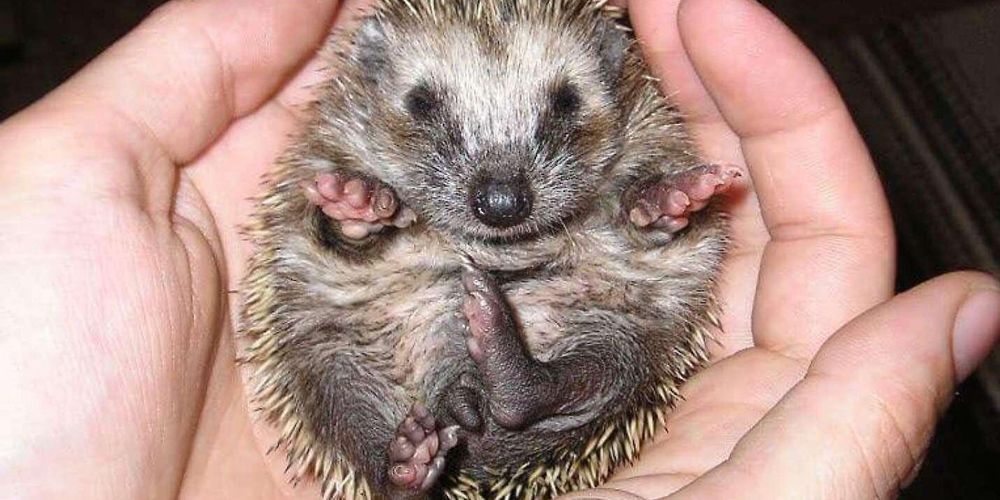 Så räddar du igelkotten från vårens brasor