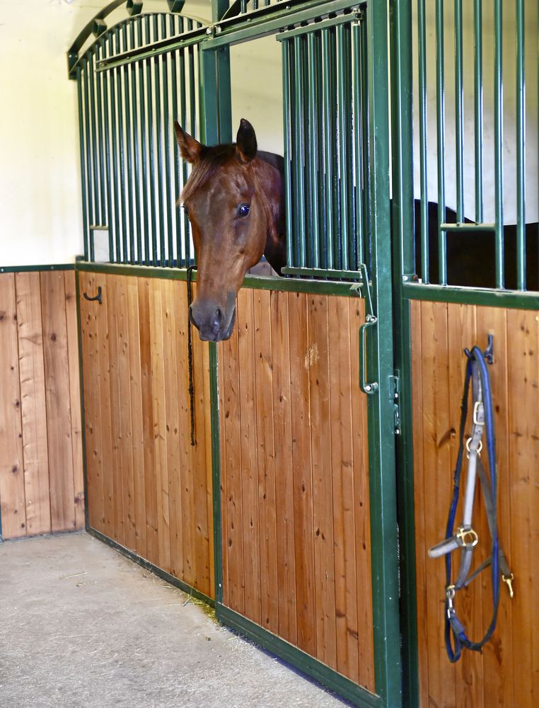 Varje häst har egen grimma och grimskaft vid boxen.