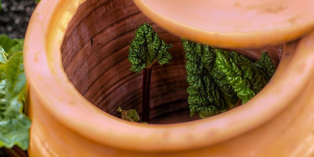 Så driver du fram glasrabarber – superenkel metod