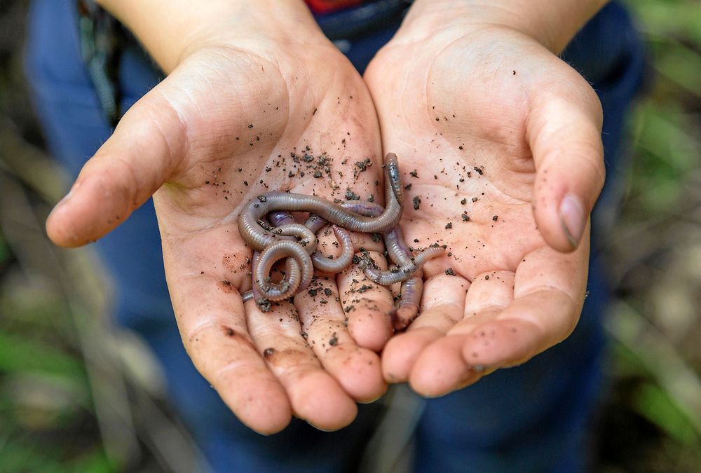 Daggmaskar i ett par händer.