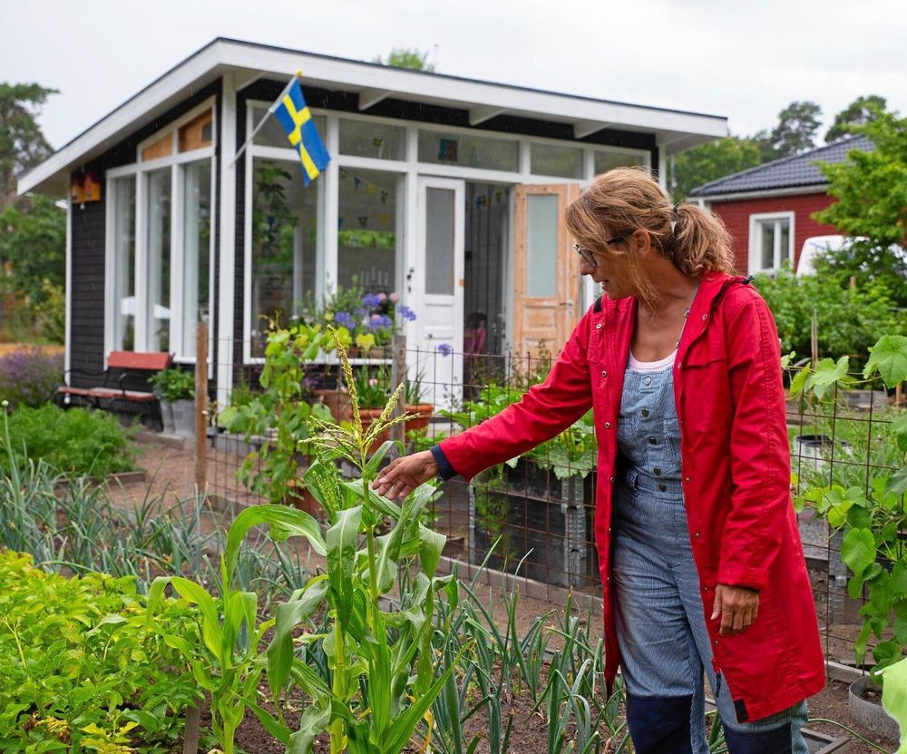 Mariette Fröberg, 53, från Västervik tycker att fler borde bli kolonister. Här undersöker hon majsplantorna som hon inte riktigt lyckats med i år. I bakgrunden skymtar orangeriet där Mariette och hennes Staffan skapat en härlig plats att slappna av på mellan arbetspassen i trädgården.