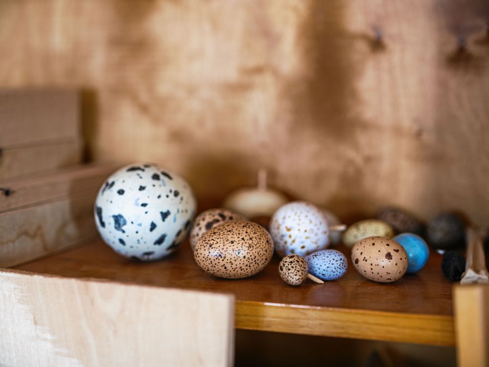 Naturtrogna ägg med rätt storlek och färger.