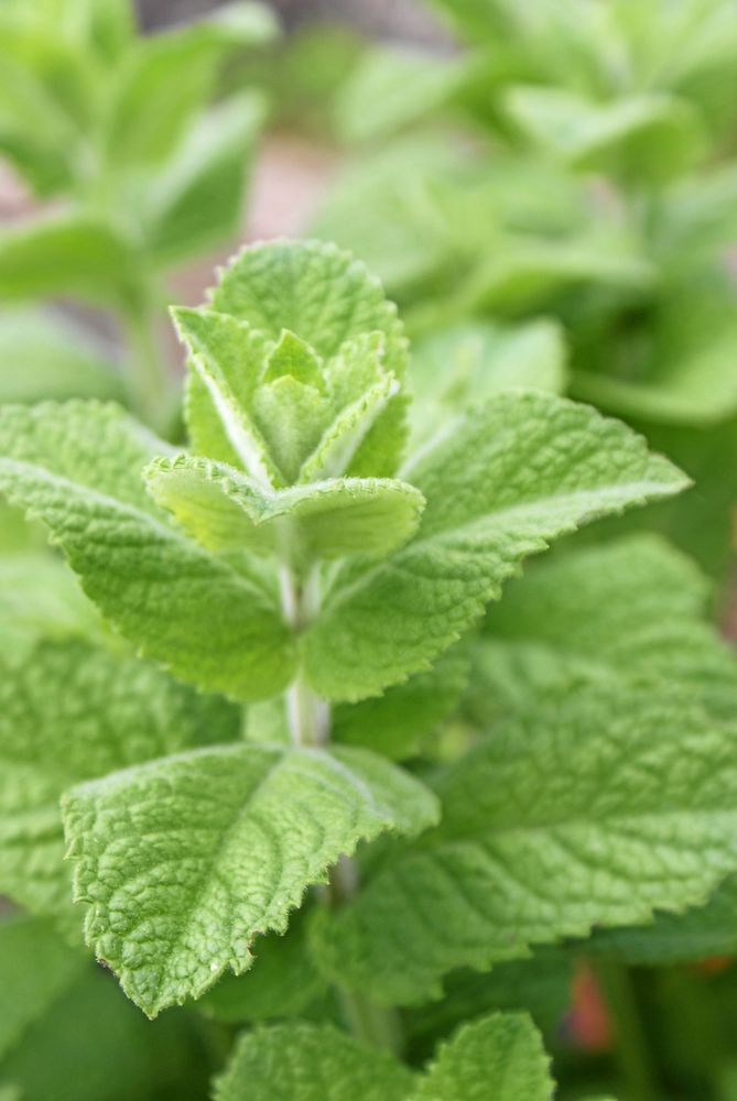 Äppelmyntan doftar äpple och smakar mynta.