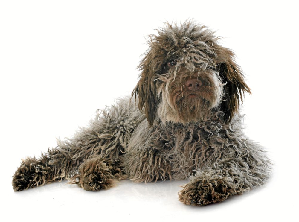 Lagotto romagnolon har nos för svamp och gillar att vara ute i skogen.